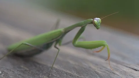 Close view of praying mantis Stock Footage 97671477
