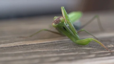 Close view of praying mantis Stock Footage 97675738
