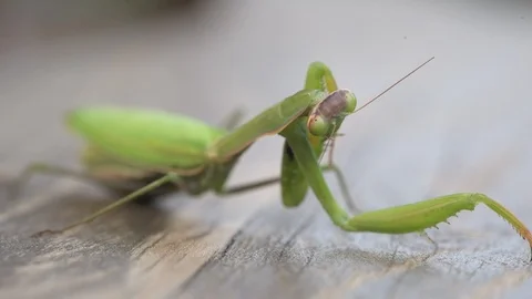 Close view of praying mantis Stock Footage 97676376