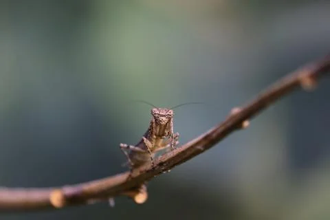 A close up view of a praying mantis on a leaf in the early spring on the berr Stock Photos