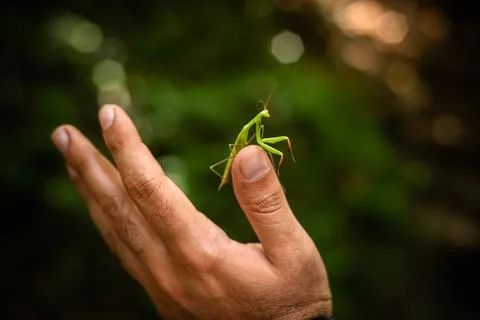 Close up view of praying mantis on man's hand.  (Mantis religiosa) Stock Photos