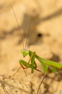 Close-up view a praying mantis. (Mantis religiosa) Stock Photos