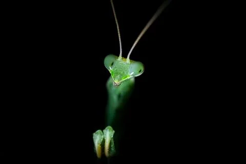 Close up view a praying mantis in night. (Mantis religiosa) Stock Photos