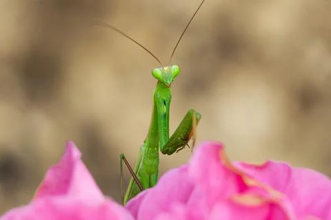 Close-up view a praying mantis on the pink flower. (Mantis religiosa) Stock Photos