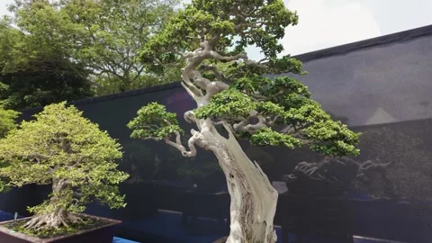 Close-up view of the Premna Obtusifolia bonsai tree. 動画素材 283606574