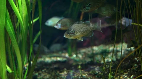 Close view of a pretty cichlid fish Stock Footage 297009307
