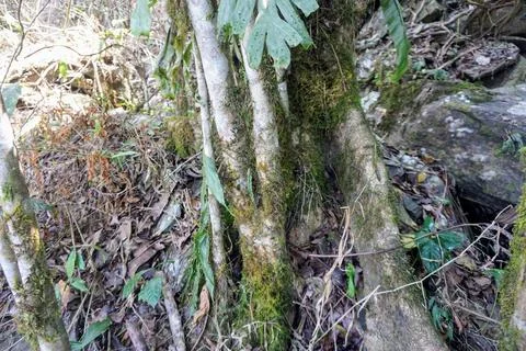 A close-up view of a primary forest tree trunk covered in green moss, Stock Photos