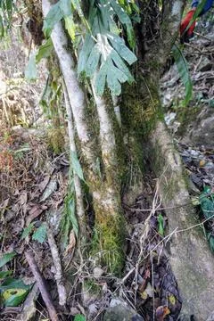 A close-up view of a primary forest tree trunk covered in green moss, Stock Photos