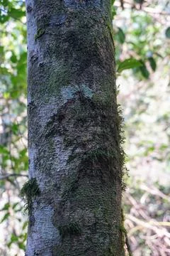 A close-up view of a primary forest tree trunk covered in green moss, Stock Photos