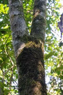 A close-up view of a primary forest tree trunk covered in green moss, Stock Photos