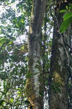 A close-up view of a primary forest tree trunk covered in green moss, Stock Photos