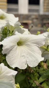 A close-up view of a pristine white petunia flower, highlighting its ruffled  Foto stock