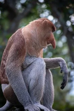 Close up view of proboscis monkey or long-nosed monkey (Nasalis larvatus) Stock Photos