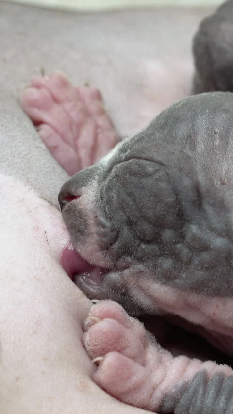 Close-up view of process of feeding of kitten. Baby of Canadian Sphynx Cat Stock Footage 237177411