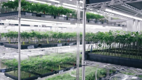 Close-up view of a process testing and analysis of marijuana products 스톡 동영상 233735129