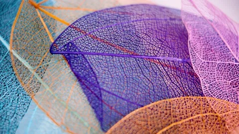 Close up view of processed colorful skeleton see through leaves on white ba.. Stock Footage 326864842