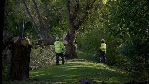 Close up view of professional tree cutting services. Workers remove old tree in Stock Footage 321041482