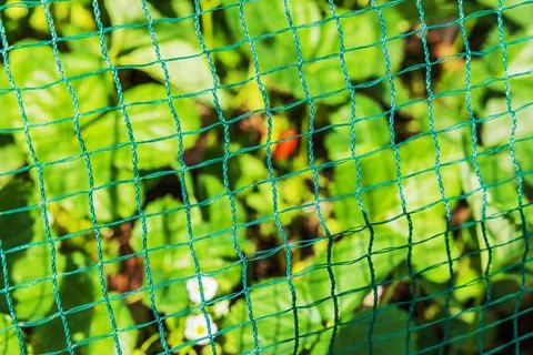 Close up view of protective green netting over strawberry plants in garden bed. Fotos de archivo