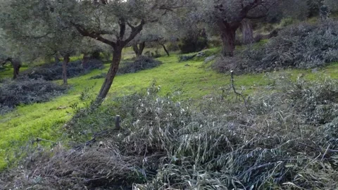 Close View of Pruned Olive Tree Branches on Grass in Rural Agricultural Field Stock Footage 343995315