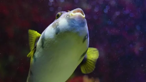 Close view of puffer fish Stock Footage 241008949