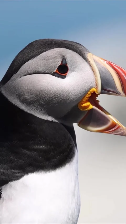 Close-up view of a puffin Stock Footage 319375063