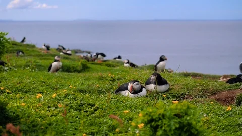 Close view to puffins in the grass Stock Footage 87810102