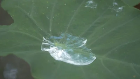 Close up view of pure water on a leaf Stock Footage 109194302