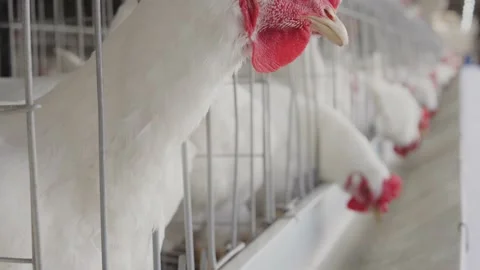 Close view of pure white broiler chicken looking out through mesh fenced Stock-Footage 145729354