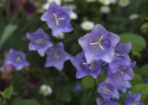 Close up view of purple Campanula Medium otherwise known as Canterbury Bell.. Stock Photos