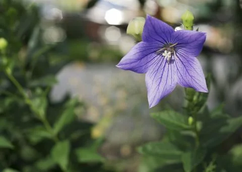 Close up view of purple Campanula Medium otherwise known as Canterbury Bell.. Stock-Fotos