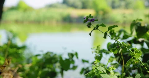 Close up view of purple dead-nettle gently fluttering in breeze on lake shore Stock Footage 262720833