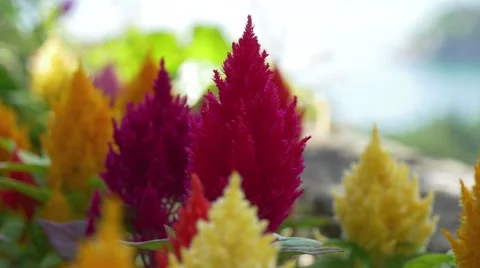 Close-up view of purple flower on Duino castle terrace 스톡 동영상 68346841
