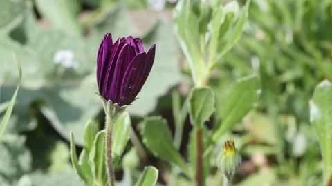Close-up view of purple flower Stock Footage 73927195