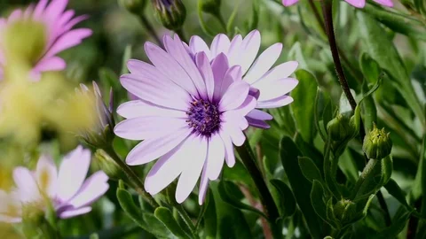 Close-up view of purple flower Stock Footage 73927387