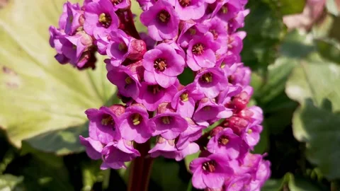 Close-up view of purple flowers against the background of huge green leaves Stock Footage 154182853
