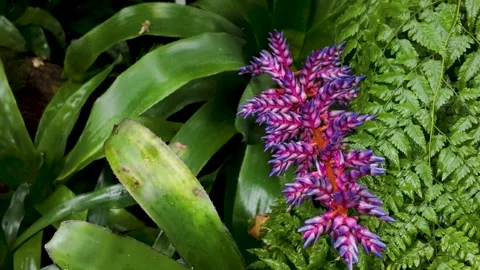A close view of purple flowers  Stock Footage 277536090