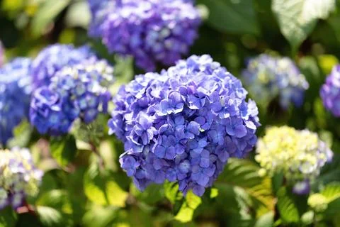 Close up view of a purple hydrangea flower in bloom during early summer. Ta.. Stock Photos