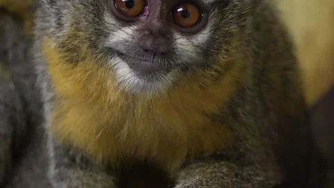 Close view of a Pygmy Slow Loris Stock Footage 270661121
