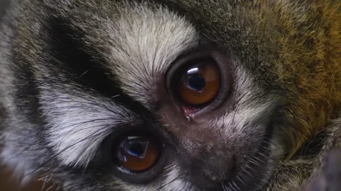 Close up view of Pygmy Slow Loris Stock Footage 271203848