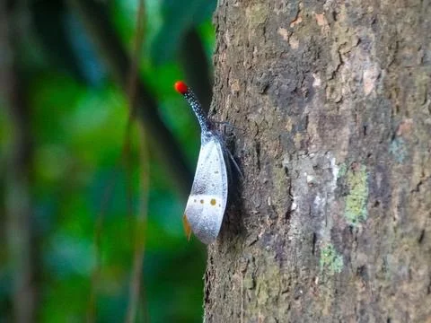 A close-up view of a Pyrops lanternfly perched on a tree, showcasing its dist 스톡 사진