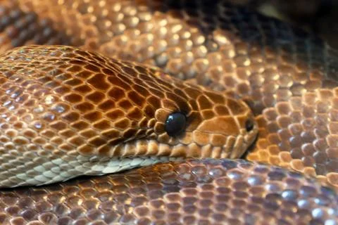 Close-up view of a python snake showcasing its intricate scale patterns and i Foto stock