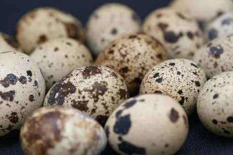 Close-up view on the Quail eggs Stock Photos