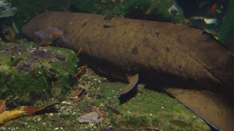 Close up view of a Queensland lungfish  Video stock 241018088