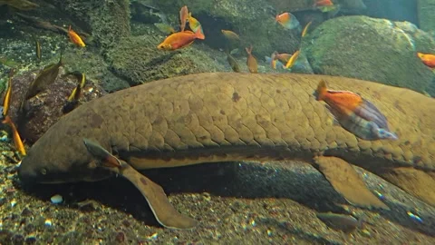 Close up view of an Queensland lungfish Stock Footage 267582019