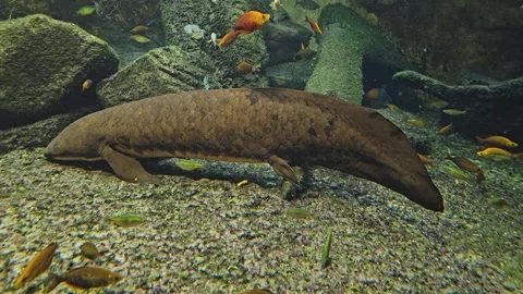 Close up view of an Queensland lungfish Stock Footage 275479364
