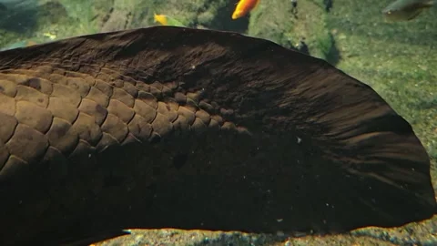 Close view of Queensland lungfish Stock Footage 295216129