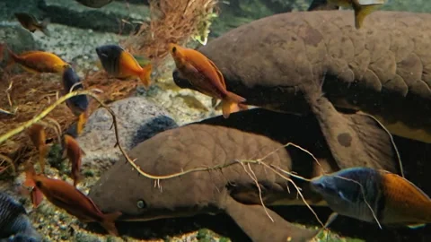 Close view of Queensland lungfish Stock Footage 296495442
