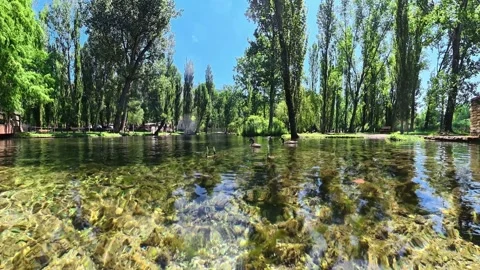 Close-up view of a quiet stream surrounded by green trees Stock Footage 338348149