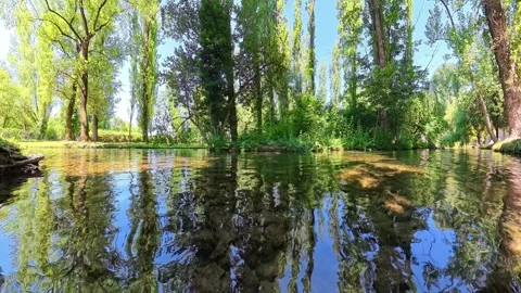 Close-up view of a quiet stream surrounded by green trees Stock-Footage 338348153
