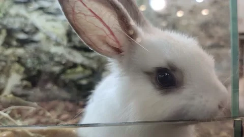Close-up view of the rabbit in the cage 動画素材 196579234